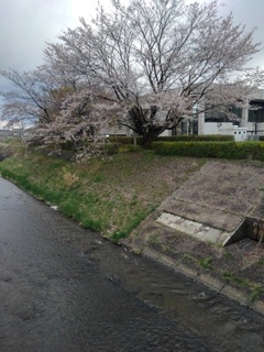 土手と満開の桜（4月15日）