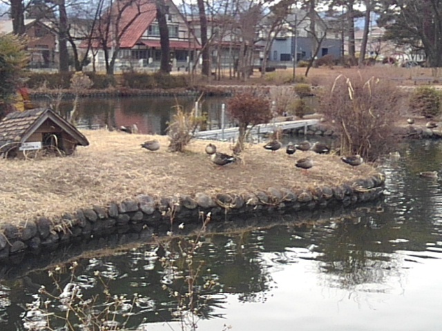 烏ヶ森公園のカモの島（2月1日）