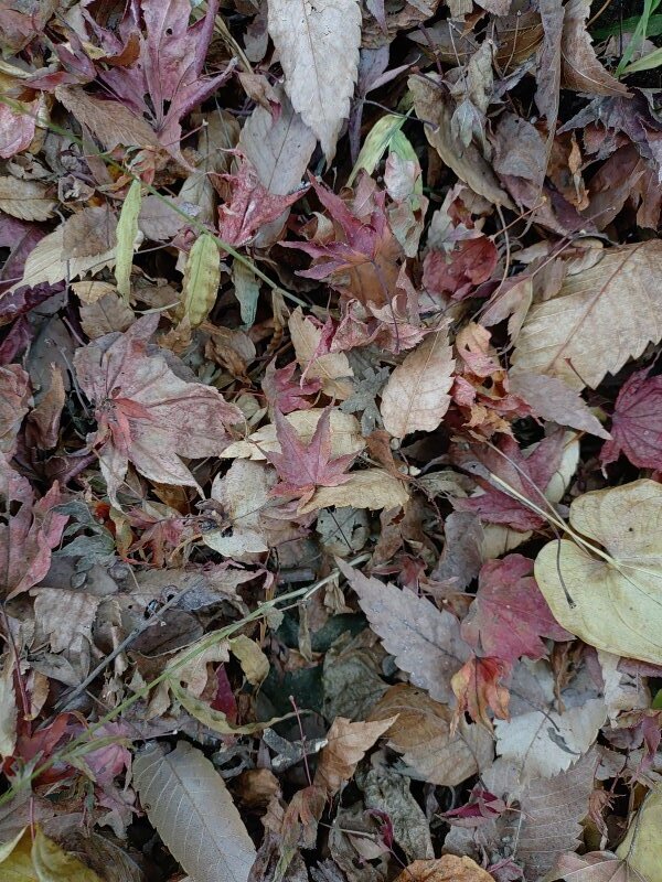 烏ヶ森公園の丘の落ち葉（11月20日）