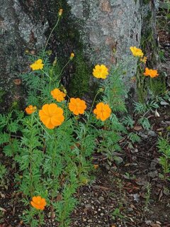 長峰公園の花壇のコスモス（9月25日）