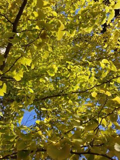 長峰公園の黄色いイチョウの葉（11月15日）