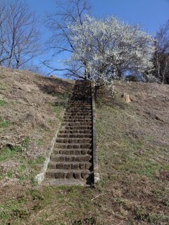 川崎城跡公園の丘の階段と満開の梅（3月7日）