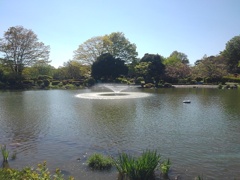 池の綺麗な噴水（4月30日）