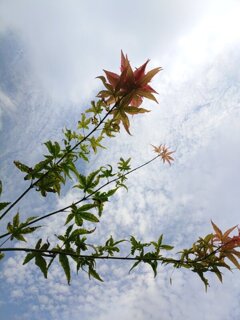 モミジと鱗雲（8月29日）