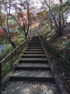 烏ヶ森公園の丘のモミジ階段（11月20日）