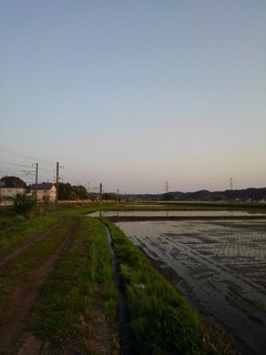線路近くの水田（5月14日）