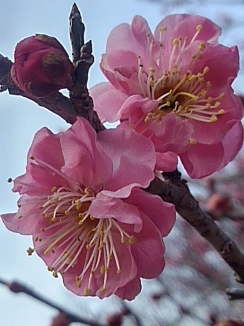 ダブル梅の花（2月28日）