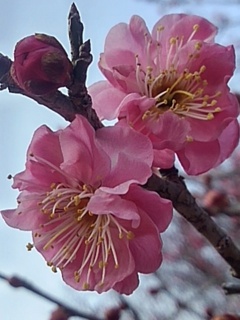 ダブル梅の花（2月28日）