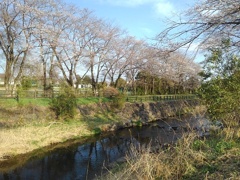 満開の桜が綺麗な川（4月7日）