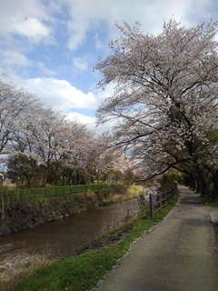 土手の上の桜のトンネル（4月14日）