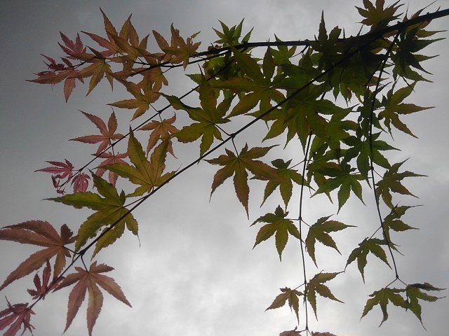 庭のモミジ（5月22日）