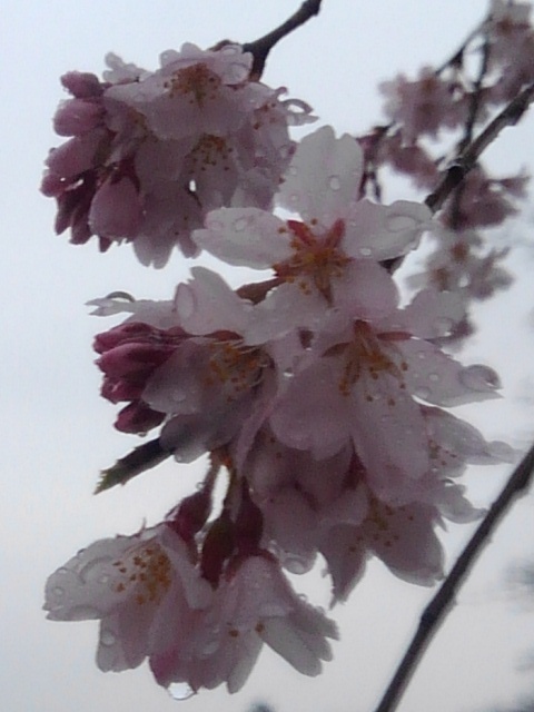長峰公園の雫が付いたシダレザクラの花（4月3日）