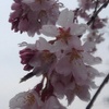長峰公園の雫が付いたシダレザクラの花（4月3日）