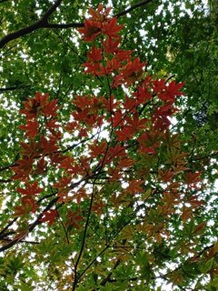 赤い葉も混じるモミジ（10月22日）