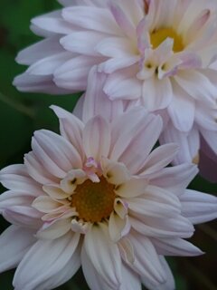 小菊コンビ（11月5日）