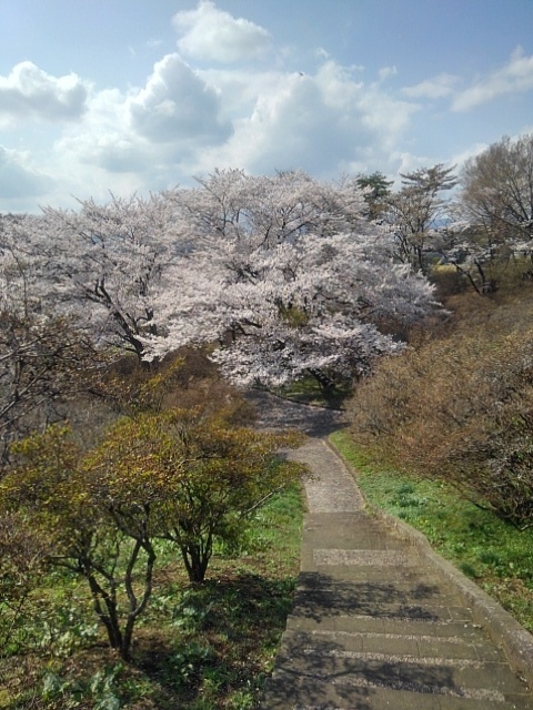長峰公園の丘の階段の奥の桜（4月12日）