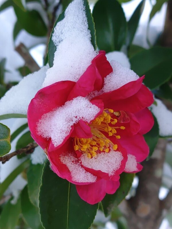 雪が積もったサザンカ（1月12日）