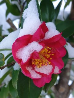 雪が積もったサザンカ（1月12日）