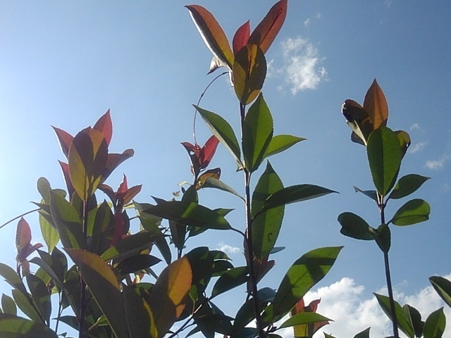 赤い葉（7月7日）