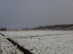 雪が積もった水田（12月4日）