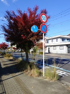 標識とモミジの街路樹（11月15日）