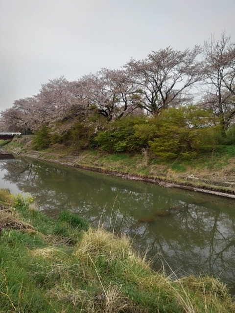 水に沈んだ飛び石もある川（4月18日）