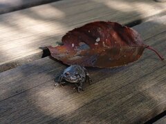 カエルと落ち葉（9月30日）