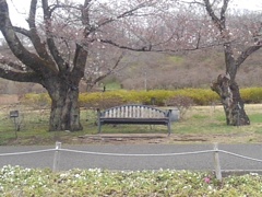 桜ベンチ（4月5日）