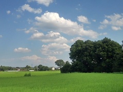 入道雲と水田（7月22日）