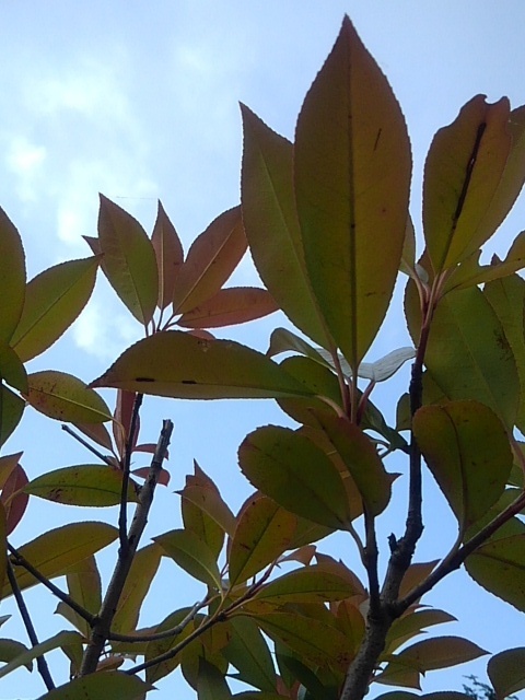 赤い葉の低木（7月5日）