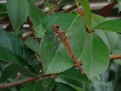 庭の葉の上の赤トンボ（10月4日）