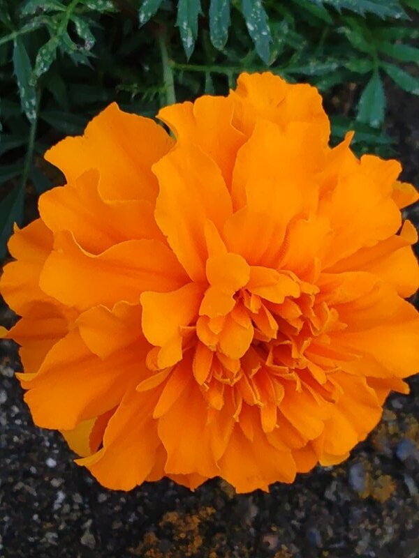 矢板駅の橙マリーゴールド（10月24日）