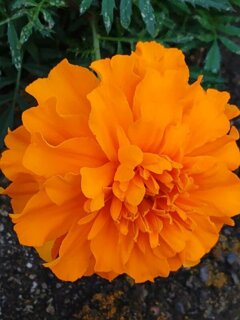 矢板駅の橙マリーゴールド（10月24日）