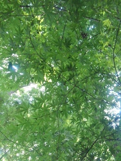 川崎城跡公園の丘のモミジ（7月26日）
