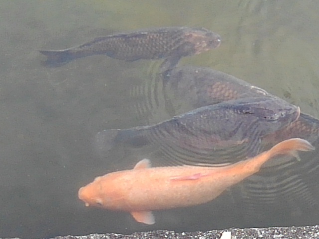 那須野が原公園の池の鯉（3月1日）