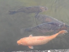 那須野が原公園の池の鯉（3月1日）