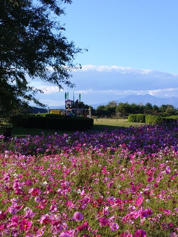 ゆうゆうパークのコスモス畑と広場（10月27日）