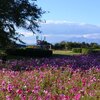 ゆうゆうパークのコスモス畑と広場（10月27日）