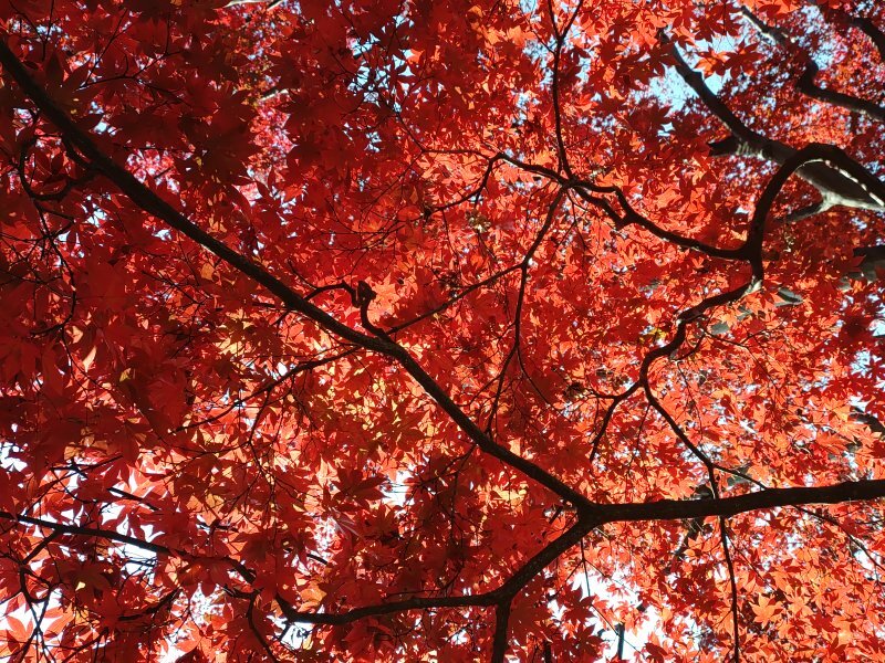 烏ヶ森公園の丘のモミジの葉（11月20日）