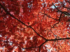 烏ヶ森公園の丘のモミジの葉（11月20日）