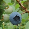 熟した果実（6月13日）