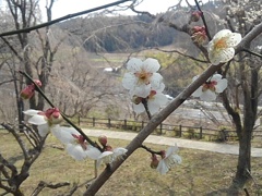 川崎城跡の丘の梅の花（3月22日）