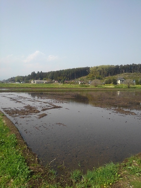 水田（4月19日）