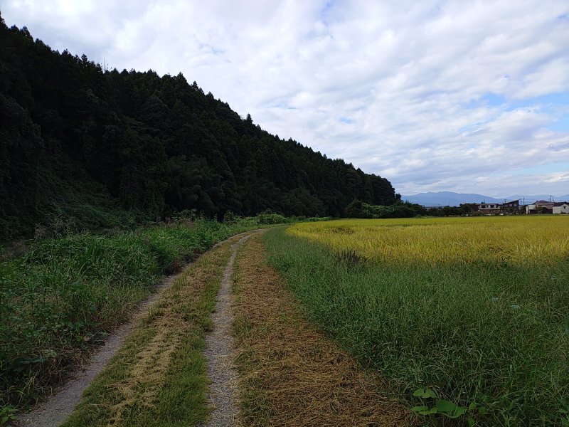 水田の道（9月30日）