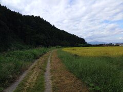 水田の道（9月30日）