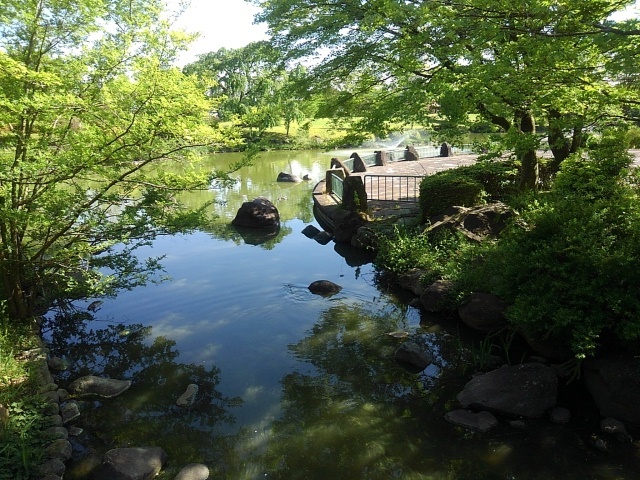 青モミジと小川（5月2日）