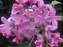 ライラックの花（4月24日）