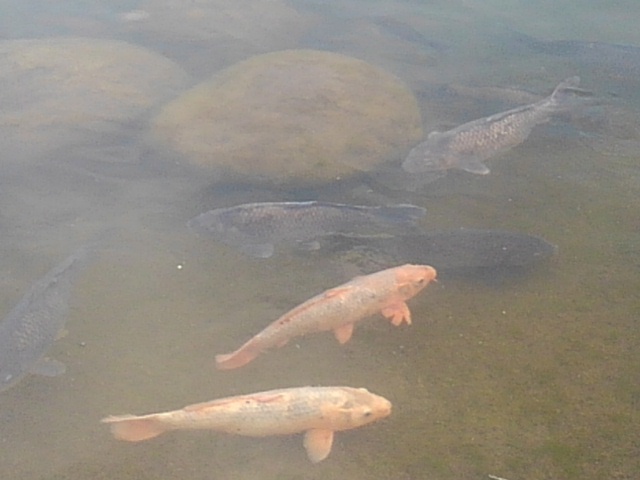 池の岸近くの鯉（3月1日）