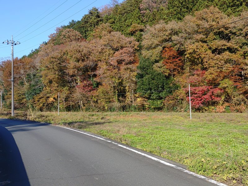 水田と森（11月17日）
