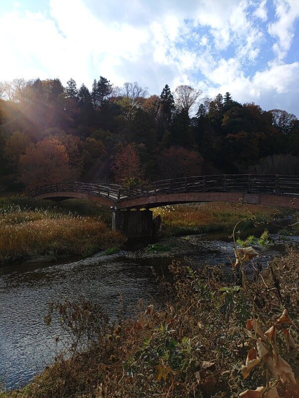 川崎城跡公園のともなり橋（11月21日）